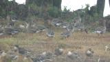 Taiga Bean Geese, walking