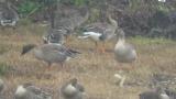 Taiga Bean Geese, preening