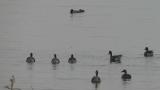 Taiga Bean Geese started moving on the water