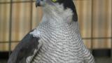 Portrait of Northern Goshawk in Tennoji Zoo