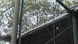 Northern Goshawk in Tennoji Zoo, flying against the cage