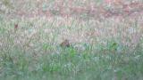 Foraging Olive-backed Pipit