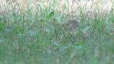 Foraging Olive-backed Pipit