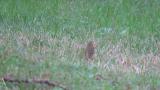 Foraging Olive-backed Pipit