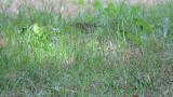 Foraging Olive-backed Pipit