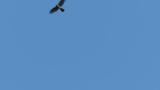 Soaring Eurasian Sparrowhawk