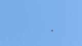 Soaring Eurasian Sparrowhawk
