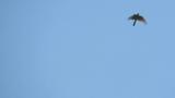 Eurasian Sparrowhawk in flight