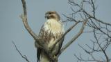 Eastern Buzzard, close up and preening