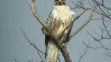 Eastern Buzzard, close up