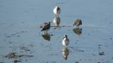 Dunlins, preening