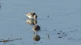 Dunlins, foraging