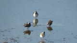 Dunlins, preening and foraging
