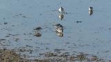 Dunlins, foraging