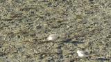 Dunlins, foraging