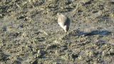 Dunlin, foraging
