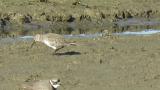 Dunlin, foraging