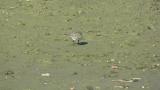 Dunlin and Long-billed Plovers