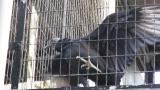 Black Vulture in Tennoji Zoo grabbed the fence