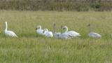 Tundra Swans, moving away from us
