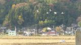 Tundra Swans in flight