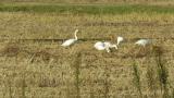 Foraging Tundra Swans