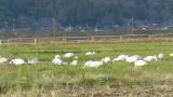 Foraging Tundra Swans