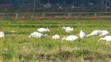 Foraging Tundra Swans
