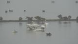 Tundra Swans and Taiga Bean Geese in fog