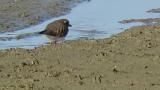 Common Ringed Plover, foraging and wing spreading