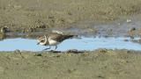 Common Ringed Plover, foraging