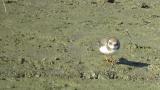 Common Ringed Plover, foraging