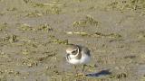 Common Ringed Plover, foraging