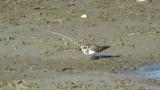 Common Ringed Plover, foraging