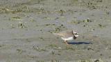 Common Ringed Plover, foraging