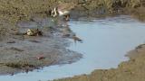 Common Ringed Plover, foraging