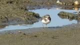 Common Ringed Plover, foraging