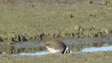 Common Ringed Plover, foraging and some preening