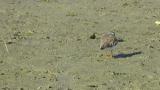 Common Ringed Plover, foraging