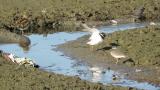 Common Ringed Plover, foraging and wing spreading