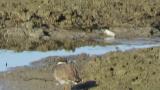 Common Ringed Plover, preening, comparison with Long-billed Plover