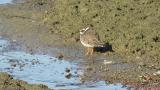 Common Ringed Plover, preening, comparison with Long-billed Plover