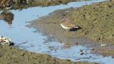Common Ringed Plover, preening