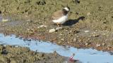 Common Ringed Plover, preening