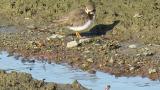Common Ringed Plover, preening