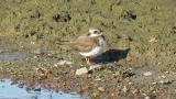 Common Ringed Plover, preening