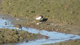 Common Ringed Plover, preening