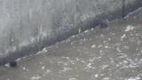Brown Dippers, two birds, foraging