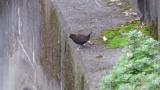 Brown Dipper, eyelid flashing and walking