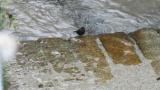 Brown Dipper, eyelid flashing